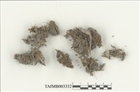 藏品(叢苔科)的圖片